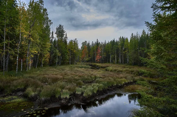 Восени річка в глибокому лісі. — стокове фото
