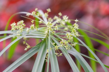 Çiçek açmış bir cyperus albostriatus çiçeğine yaklaş