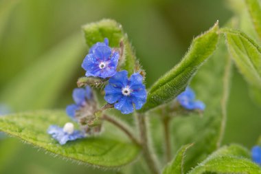 Çiçeklerin her zaman yeşil olan bir buglosunu kapat (pentaglottis semoervirens)