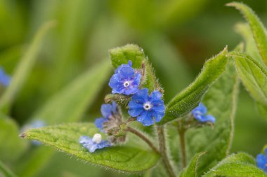 Çiçeklerin her zaman yeşil olan bir buglosunu kapat (pentaglottis semoervirens)