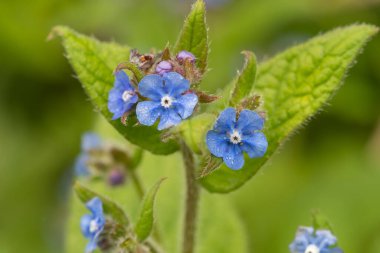 Çiçeklerin her zaman yeşil olan bir buglosunu kapat (pentaglottis semoervirens)