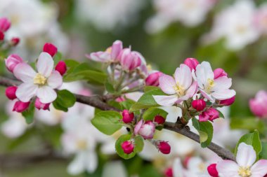Elma çiçeğinin bir dalını kapat.
