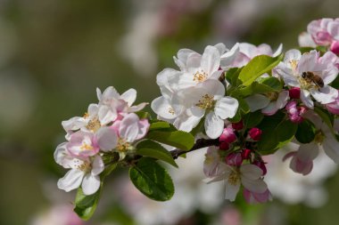 Elma çiçeğinin bir dalını kapat.