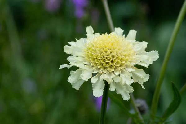 Close Cream Pincushion Scabiosa Ochroleuca Flower Bloom — Stock Photo, Image