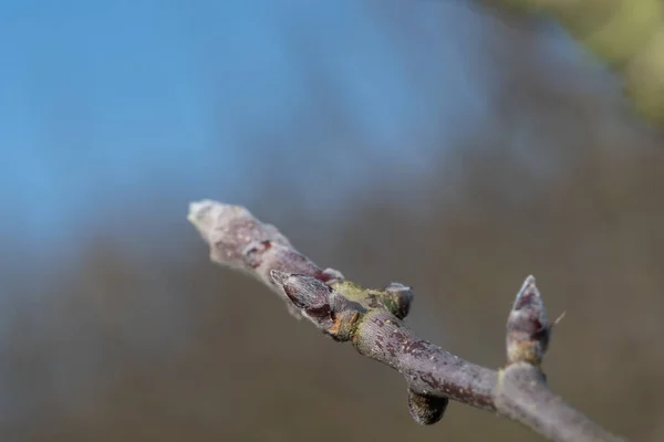 Gros Plan Bourgeon Fruitier Sur Pommier — Photo