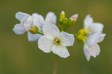 Çiçek açmış bir guguk kuşunun (cardamine pratensis) kapanışı