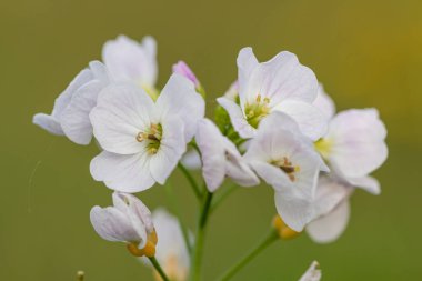 Çiçek açmış bir guguk kuşunun (cardamine pratensis) kapanışı