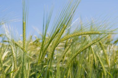 Kulağındaki arpa tarlasını kapat.