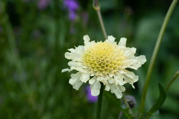 Close Cream Pincushion Scabiosa Ochroleuca Flower Bloom — Stock Photo, Image