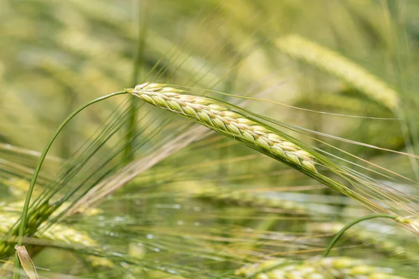Close up of a field of barley in ear