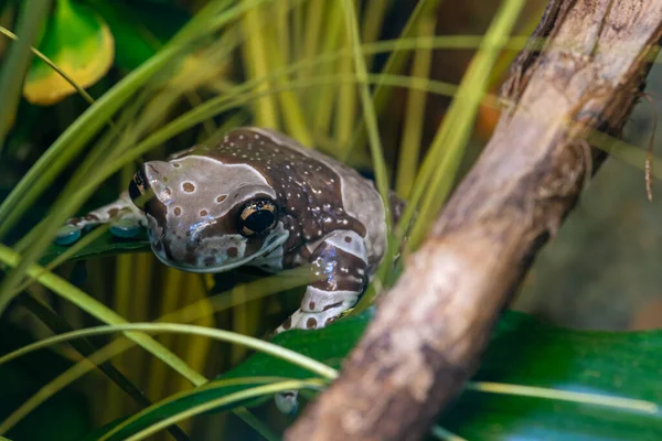 Primer Plano Una Misión Rana Ojos Dorados Trachycephalus Resinifictrix Cautiverio —  Fotos de Stock