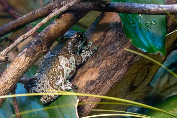 Primer Plano Una Rana Arborícola Ojos Dorados Misión Trachycephalus Resinifictrix —  Fotos de Stock