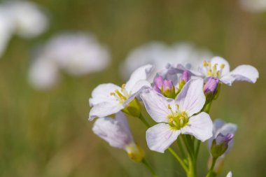 Çiçek açmış bir guguk kuşunun (cardamine pratensis) kapanışı