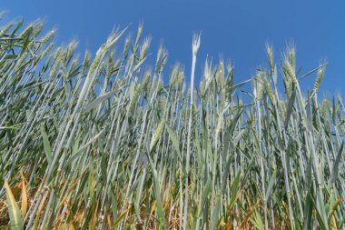 Kulağındaki buğday mahsulünü kapat.