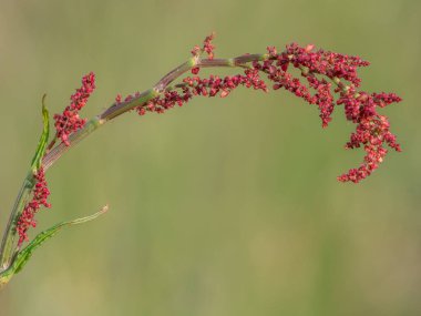 Bir rıhtımdaki tohumları kapat (rumex)