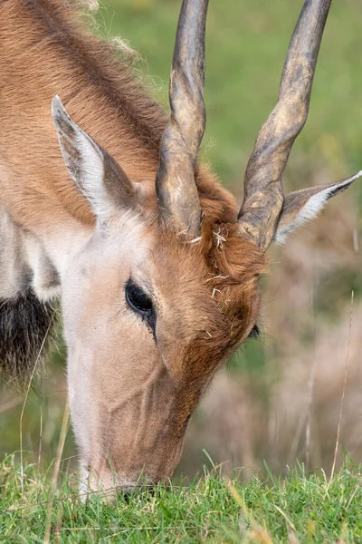 Πυροβολισμός Στο Κεφάλι Από Κοινή Taurotragus Oryx Βόσκηση — Φωτογραφία Αρχείου