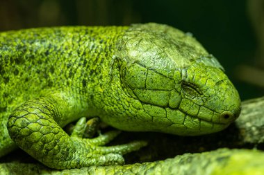Solomon Adaları 'ndan bir maymunun (corucia zebrata) esaret altındaki portresi