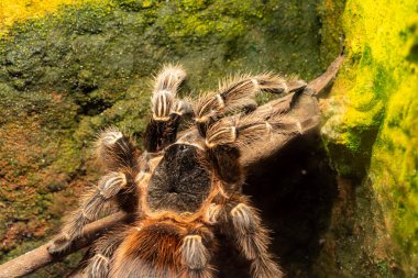 Esaret altında bir bahia kırmızısı tarantula (lasiodora klugi) yakın çekim