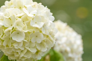 Çiçekleri bir viburnum opulus çalılığında kapat