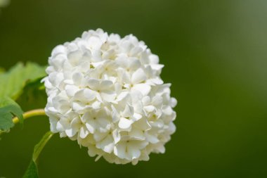 Çiçekleri bir viburnum opulus çalılığında kapat