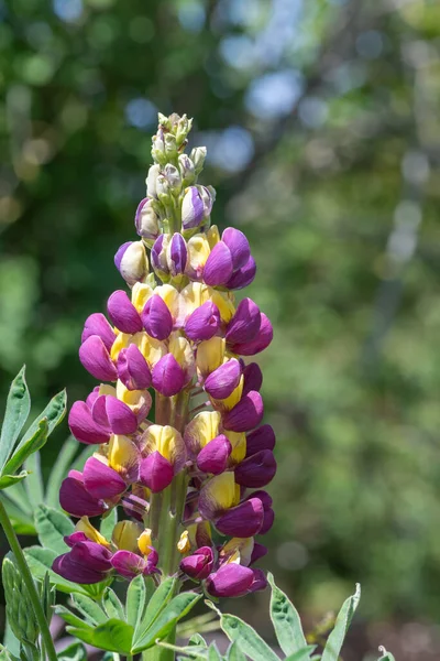 紫と黄色のルパンの花の閉じる — ストック写真