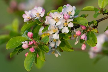 Çiçek açan malus çiçeklerini kapat.