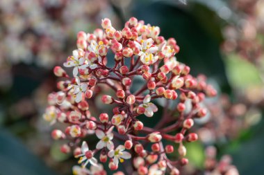 Çiçek açmış Japon skimyasına (skimmia japonica) yakın plan