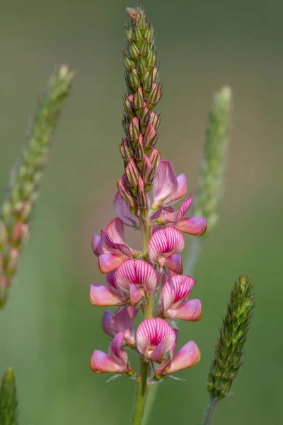 Gros Plan Une Fleur Commune Sainfoin Onobrychis Viciifolia Fleur — Photo