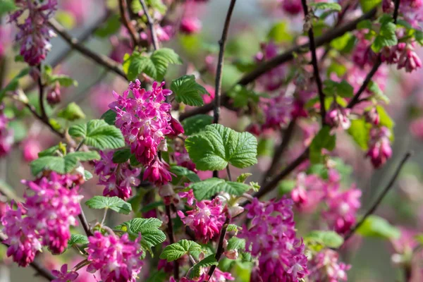 Gros Plan Des Ribes Sanguineum Fleurs Fleurs — Photo