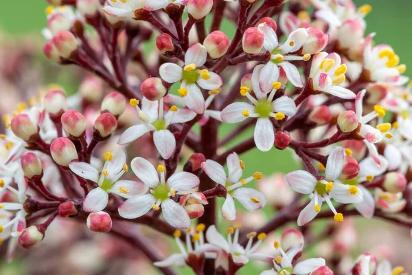 Gros Plan Fleurs Skimmia Japonais Skimmia Japonica Fleurs — Photo