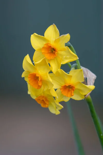 Çiçekler Açtığında Nergis Narcissus Çiçeklerini Kapat — Stok fotoğraf