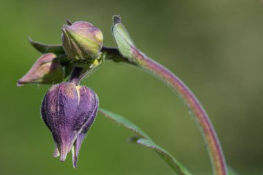 Bir çiçek tomurcuğunun bir kolumbindeki (aquilega) kapağını kapat