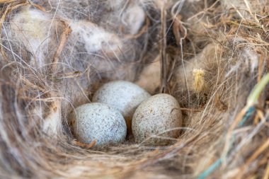 Yuvadaki ardıç kuşlarının yumurtalarını yakın