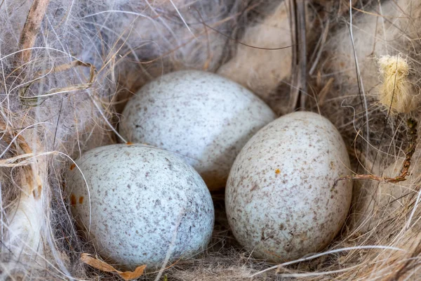 Close up of robins eggs in a nest