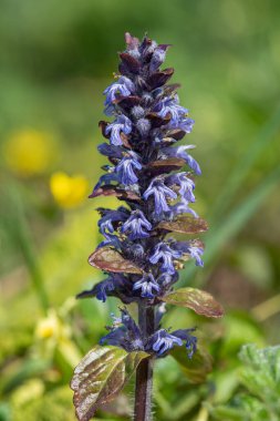 Çiçek açmış bir borazanın (ajuga reptans) kapanışı