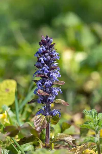 Detailní Záběr Rozkvetlého Trumpety Ajuga Reptans — Stock fotografie