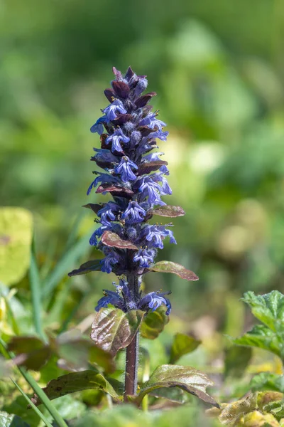 Detailní Záběr Rozkvetlého Trumpety Ajuga Reptans — Stock fotografie