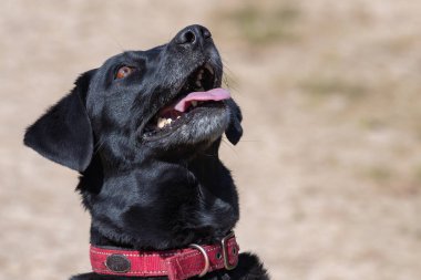 Siyah bir Labrador 'un kafasından.