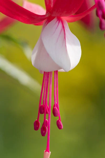 Крупним Планом Рожево Біла Фуксія Цвітіння — стокове фото