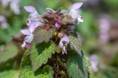 Mor ölü ısırgan otlarının (lamium purpureum) çiçekleri çiçek açarken kapat