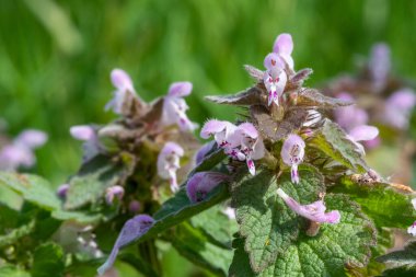 Mor ölü ısırgan otlarının (lamium purpureum) çiçekleri çiçek açarken kapat