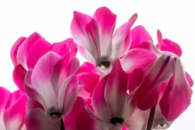 Açan siklamen persicum çiçeklerini kapat