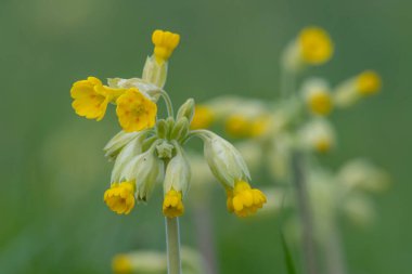 Yaygın bir inek sürüsü (primula veris) bitkisinin açılışını kapat