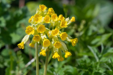 Çiçek açarken yaygın inek kaymalarına (primula veris) yakınlaş