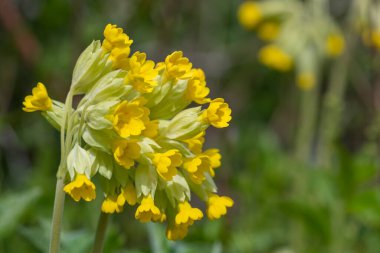 Çiçek açarken yaygın inek kaymalarına (primula veris) yakınlaş