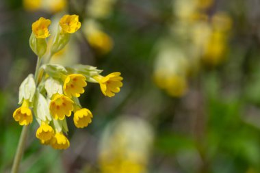 Çiçek açarken yaygın inek kaymalarına (primula veris) yakınlaş