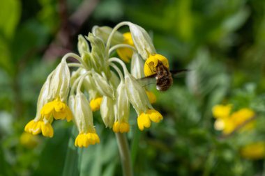 Çiçek açarken yaygın inek kaymalarına (primula veris) yakınlaş