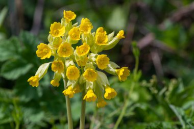 Çiçek açarken yaygın inek kaymalarına (primula veris) yakınlaş