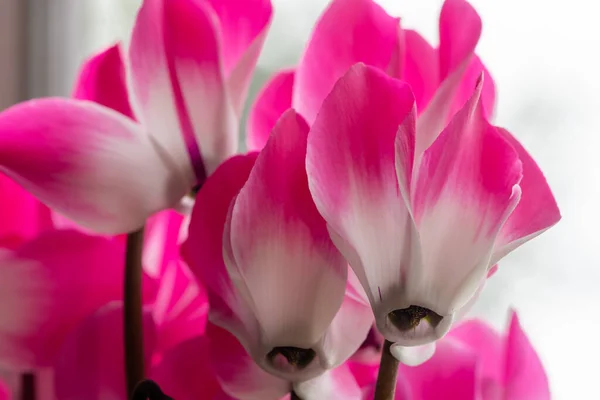 Colorsplash Cyclamen Persicum Flowers Bloom — Stock Photo, Image