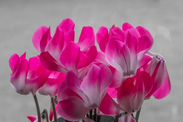 Colorsplash Cyclamen Persicum Flowers Bloom — Stock Photo, Image